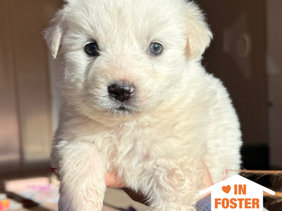 Hello my name is Buuz