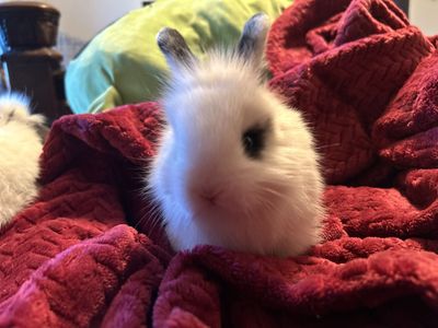 Lion head / Holland lop baby bunny!