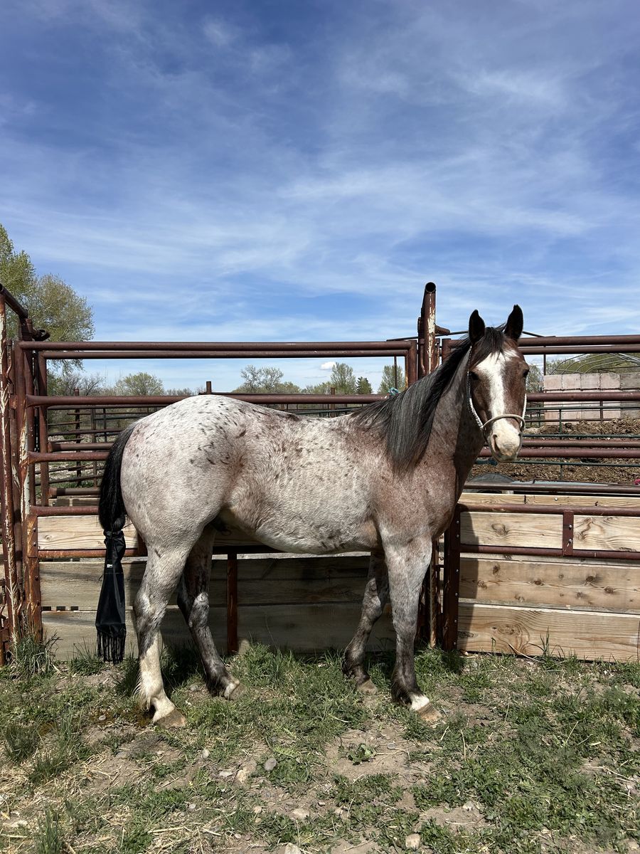 7 year old Bay Roan Gelding