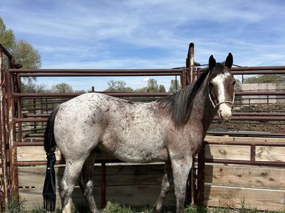 7 year old Bay Roan Gelding