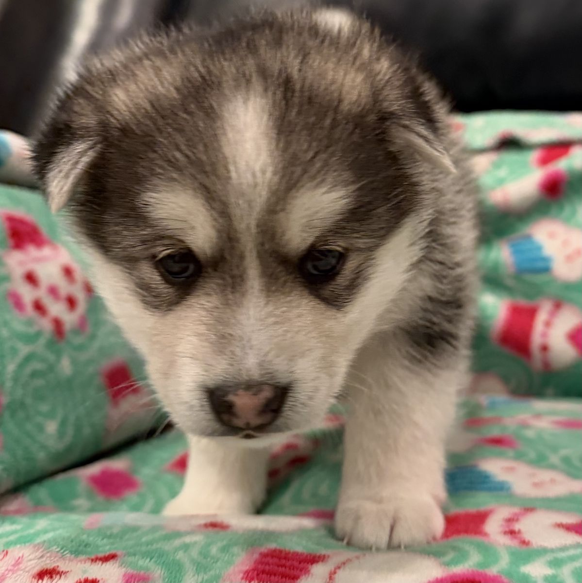 Alaskan Klee Kai Mini Husky Puppy Not Pomsky
