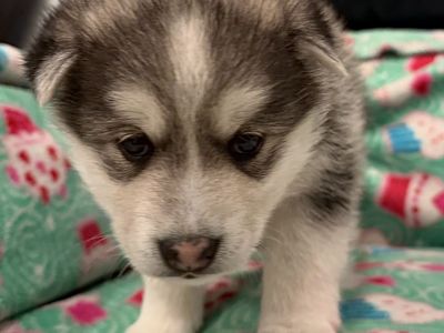 Alaskan Klee Kai Mini Husky Puppy Not Pomsky