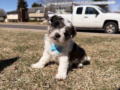 puppy looking for new home