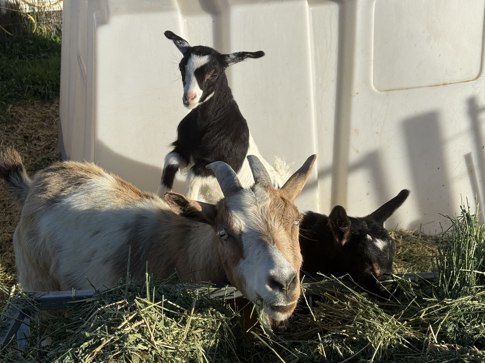 Fainting Goat Kids