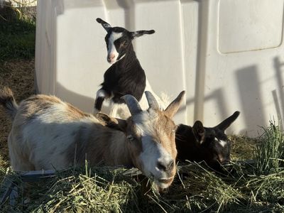 Fainting Goat Kids