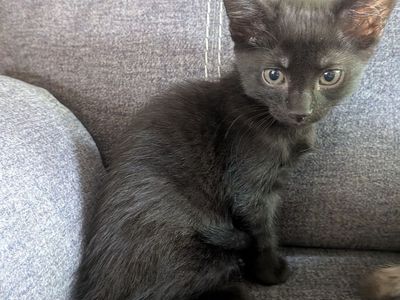 Cute Kitten