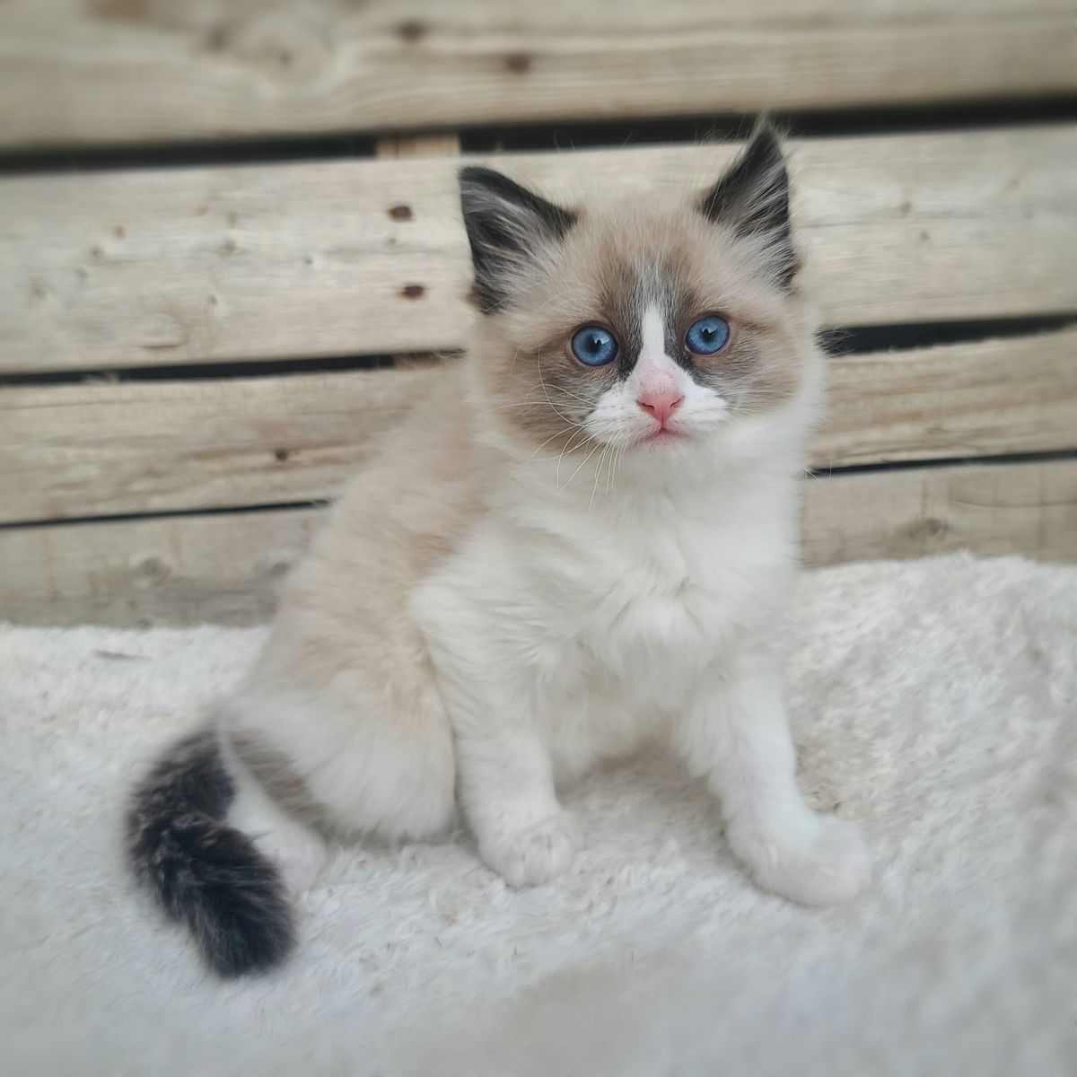 Beautiful Siberdoll Kitten and Momma