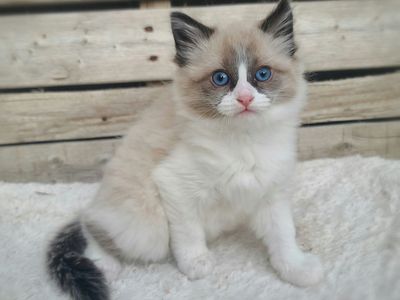 Beautiful Siberdoll Kitten and Momma