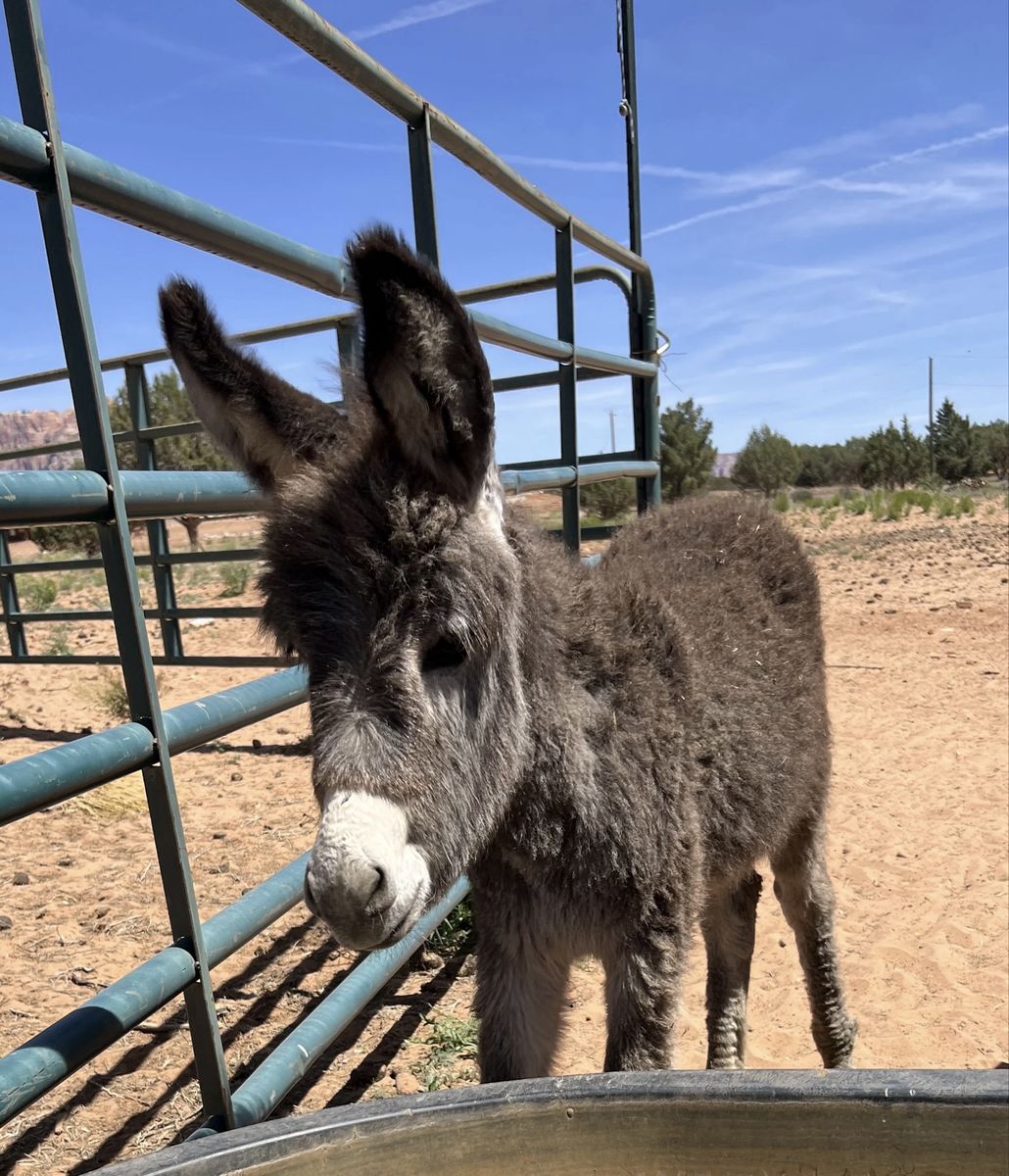 Very Small Standard Donkey