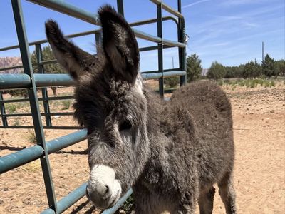 Very Small Standard Donkey