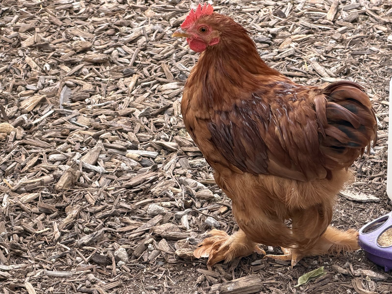 Red Cochin Rooster- free