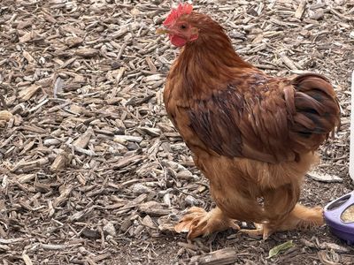 Red Cochin Rooster- free