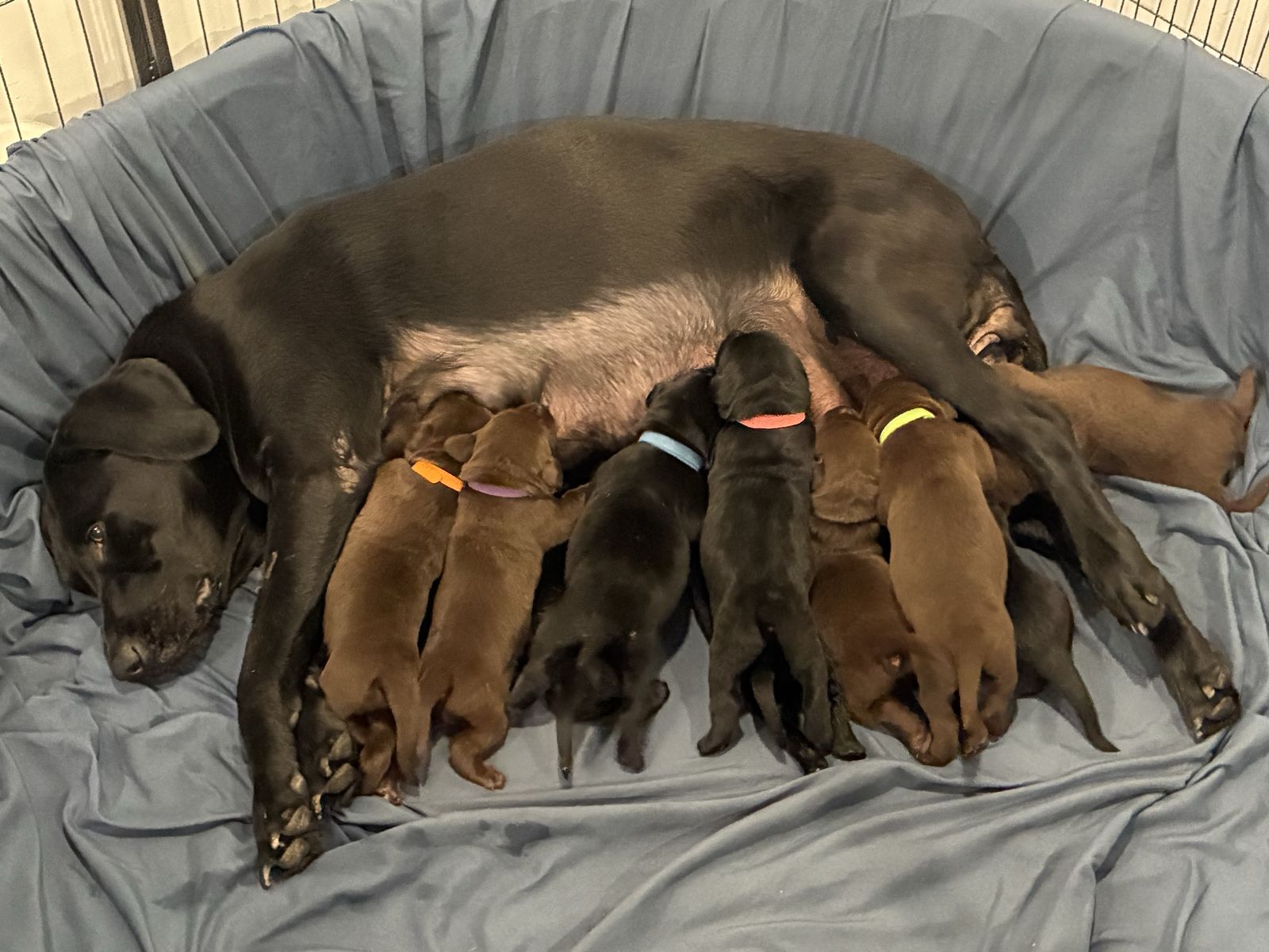 AKC Lab Puppies - Black & Chocolate Litter