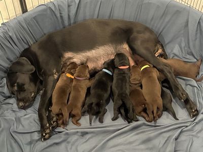AKC Lab Puppies - Black & Chocolate Litter