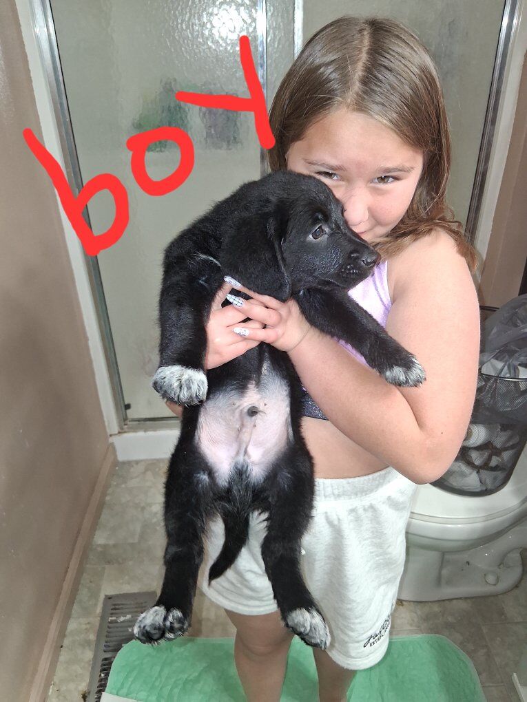 Borderdoodle/Australian shepherd mix puppies