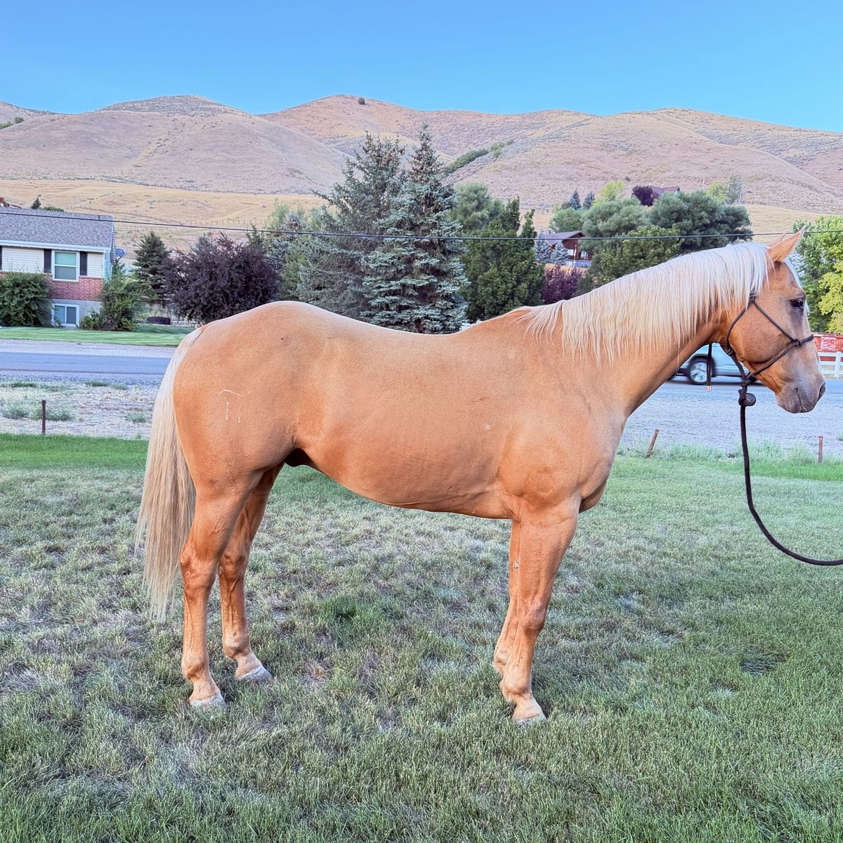16 year old dead broke ranch horse