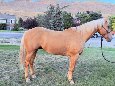 16 year old dead broke ranch horse