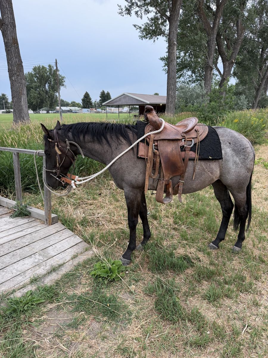 Broke to ride blue roan filly