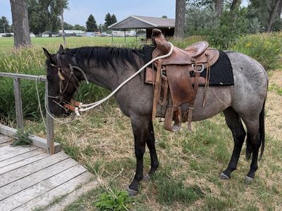 Broke to ride blue roan filly