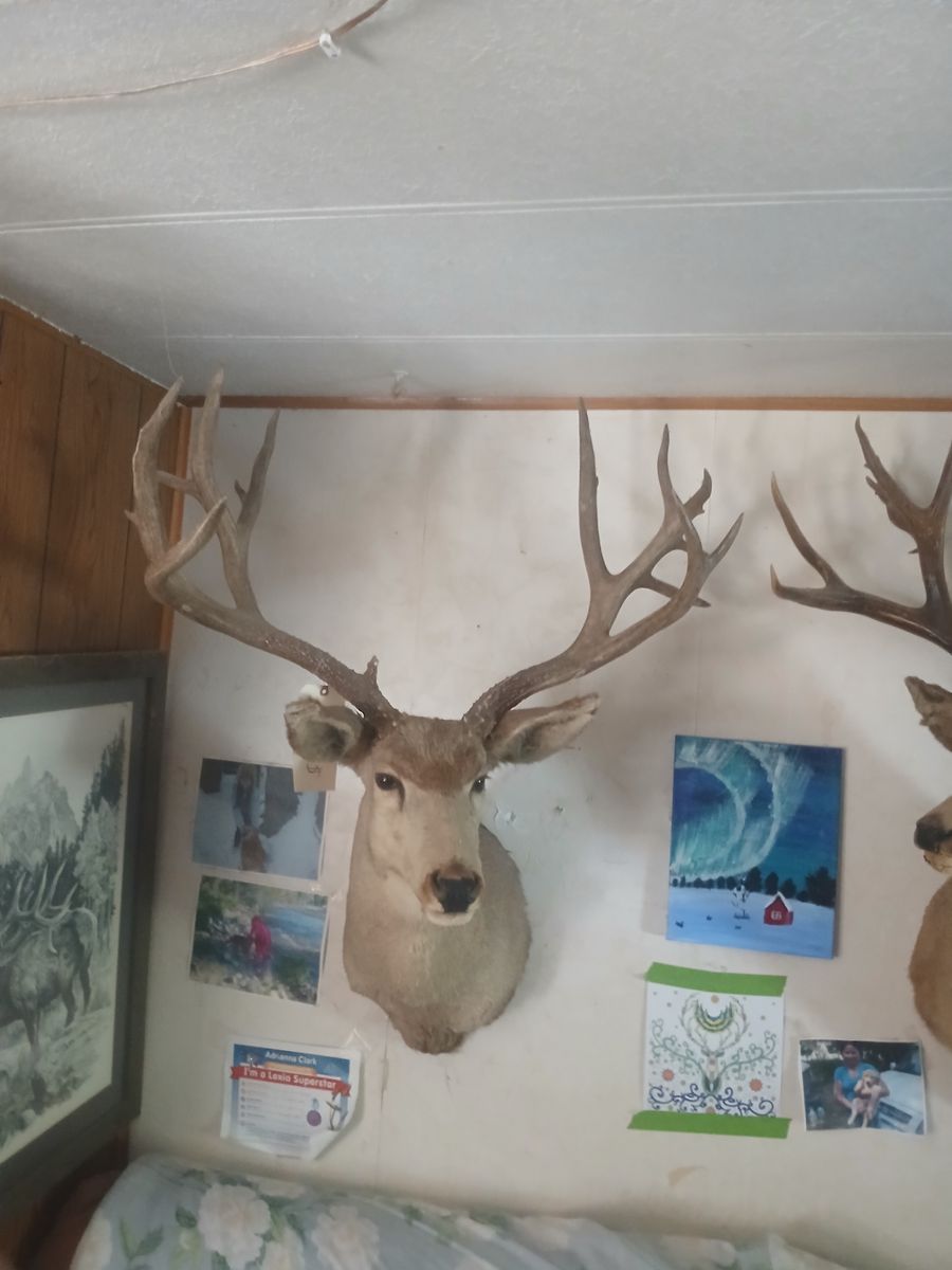 HUge 38 inch 7x7 220 mule deer mount