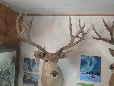 HUge 38 inch 7x7 220 mule deer mount