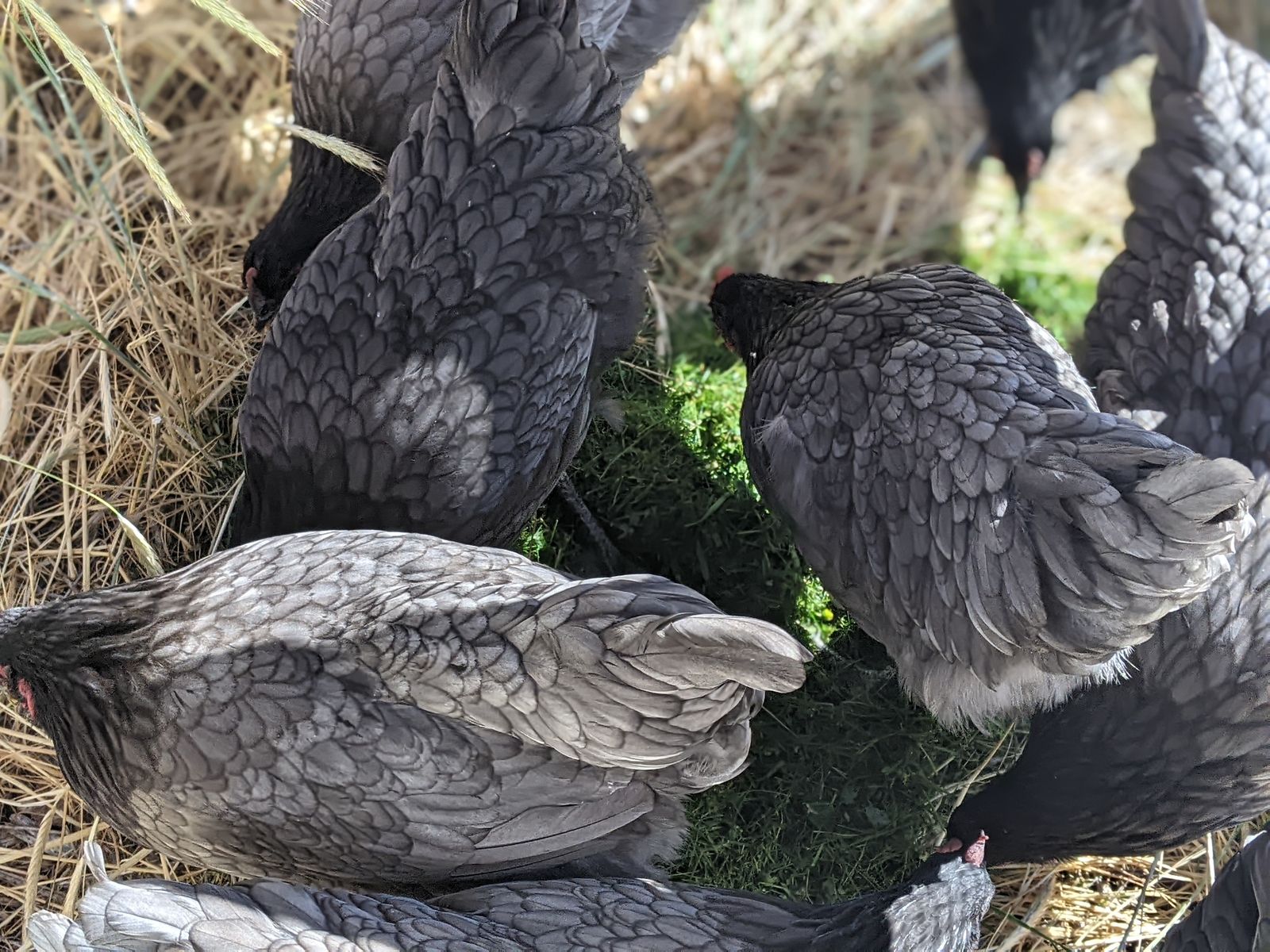 Pullets - Saphiire Gem