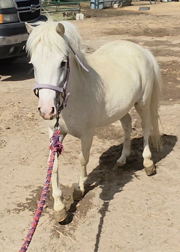 Miniature horse gelding
