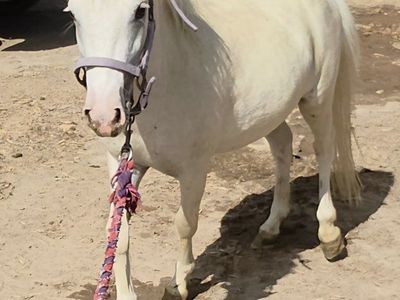 Miniature horse gelding