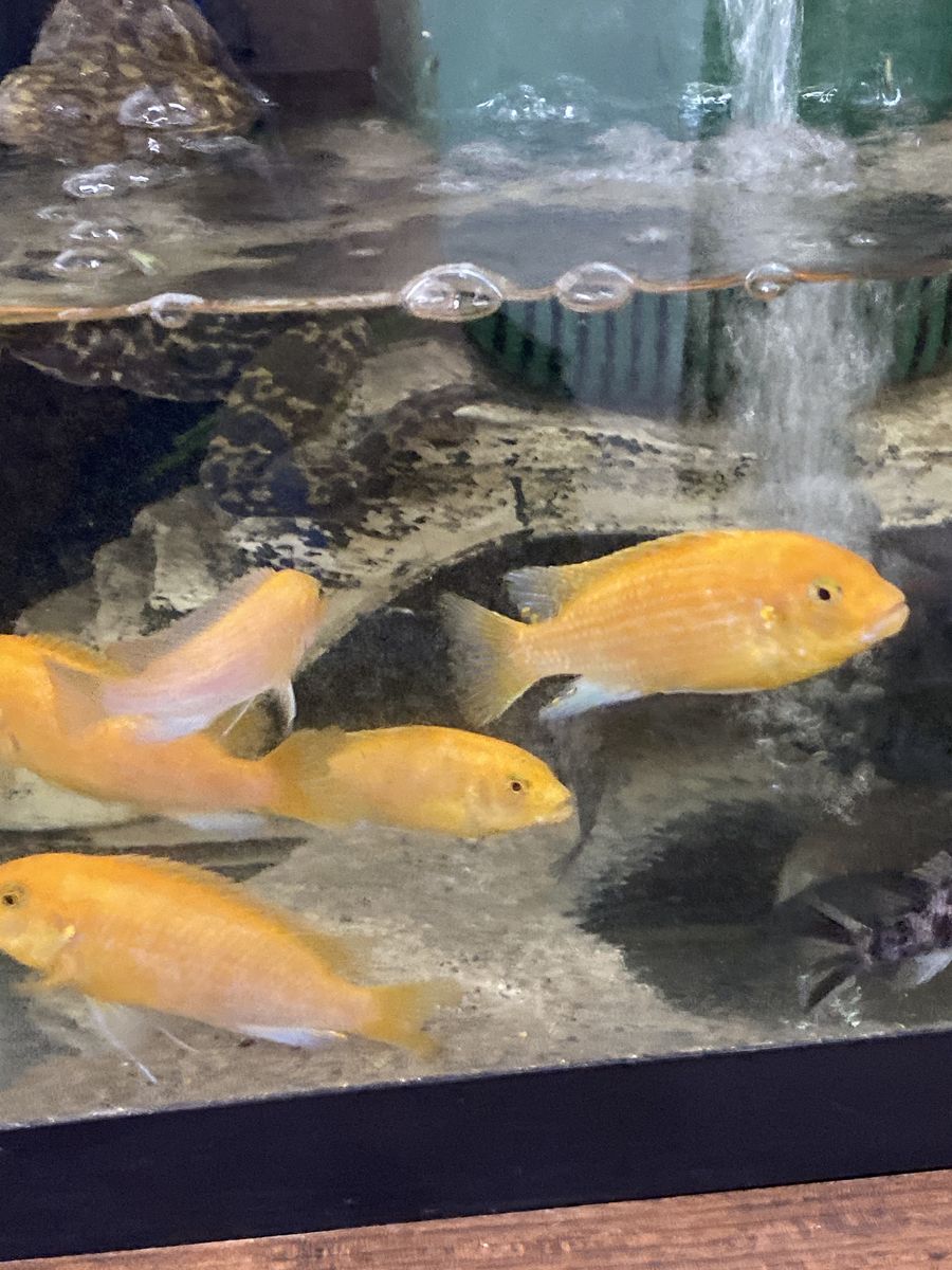 Cichlids