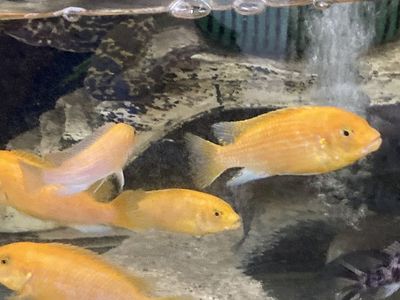 Cichlids