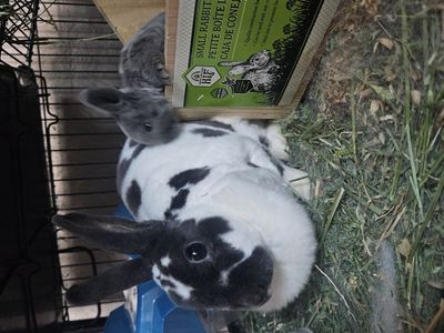 Mini Rex Pair