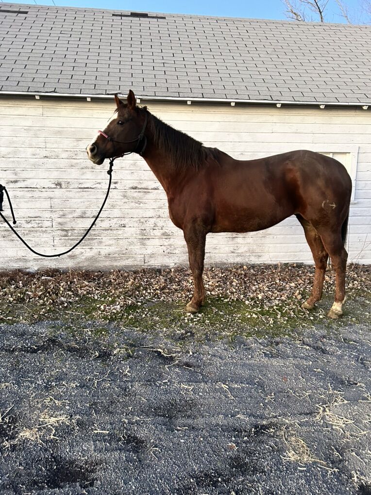 AQHA Broodmare, broke to ride