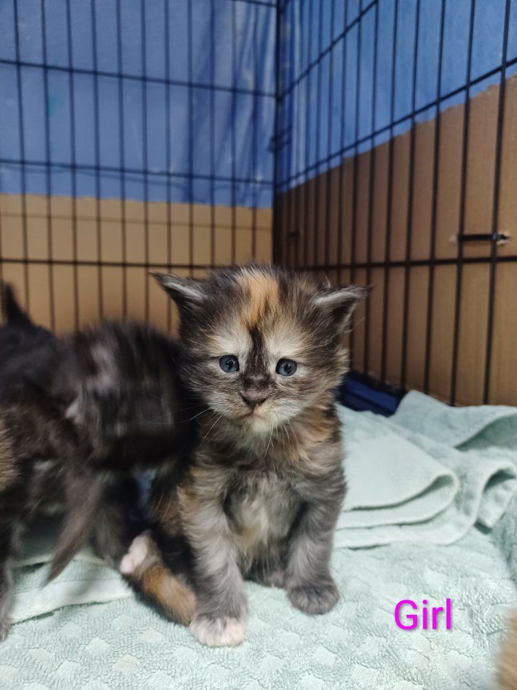 TICA Maine Coon Kittens 6 Available