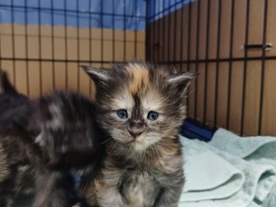 TICA Maine Coon Kittens 6 Available
