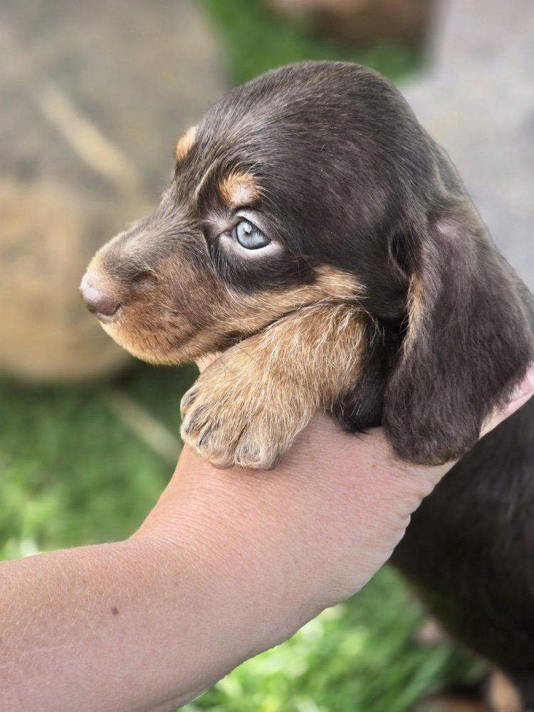 AKC Wire Dachshund MALE