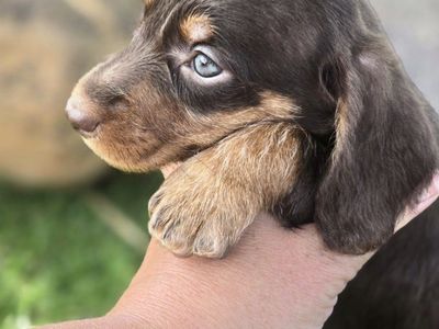AKC Wire Dachshund MALE