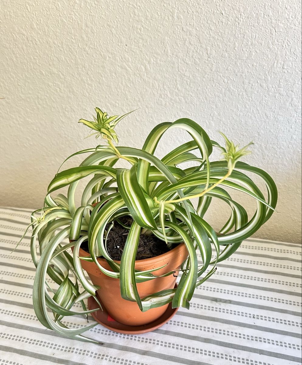 Live Houseplant: Spider Plant in New Terracotta Pot - 9” x 5” Helps Purify Air