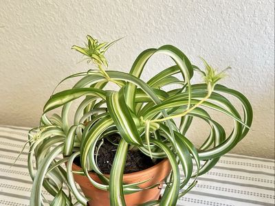 Live Houseplant: Spider Plant in New Terracotta Pot - 9” x 5” Helps Purify Air