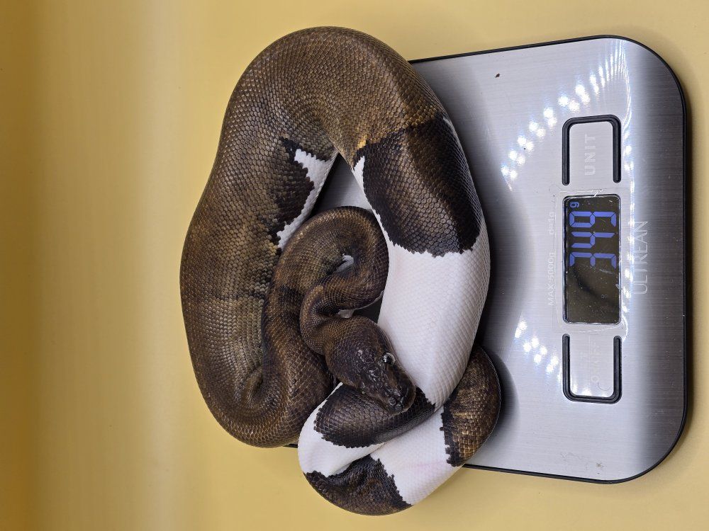 Pythons, Sand Boas and Hognose