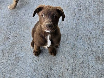 Puppies For Sale