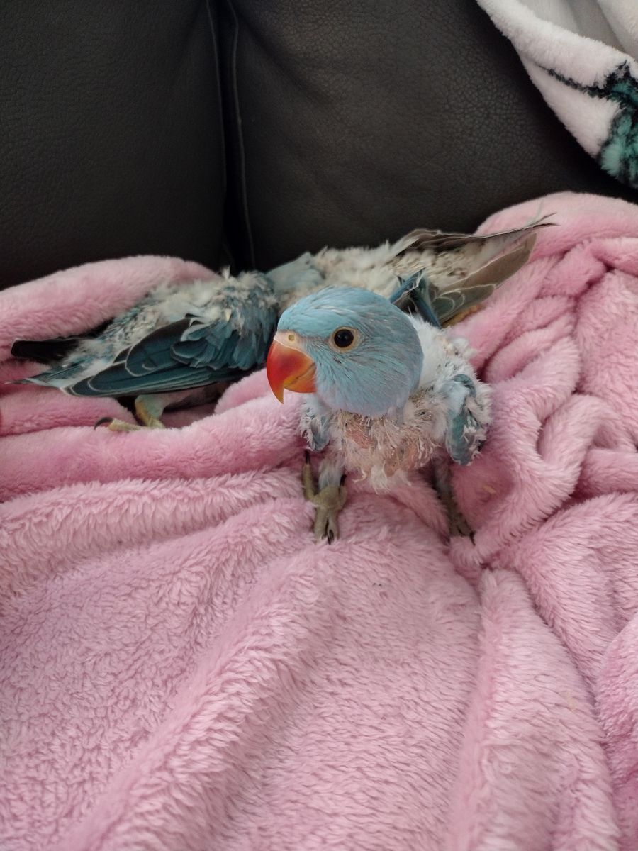 Baby Indian Ringnecks