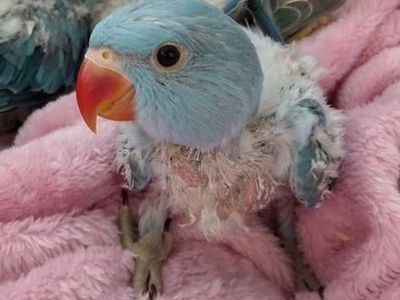 Baby Indian Ringnecks