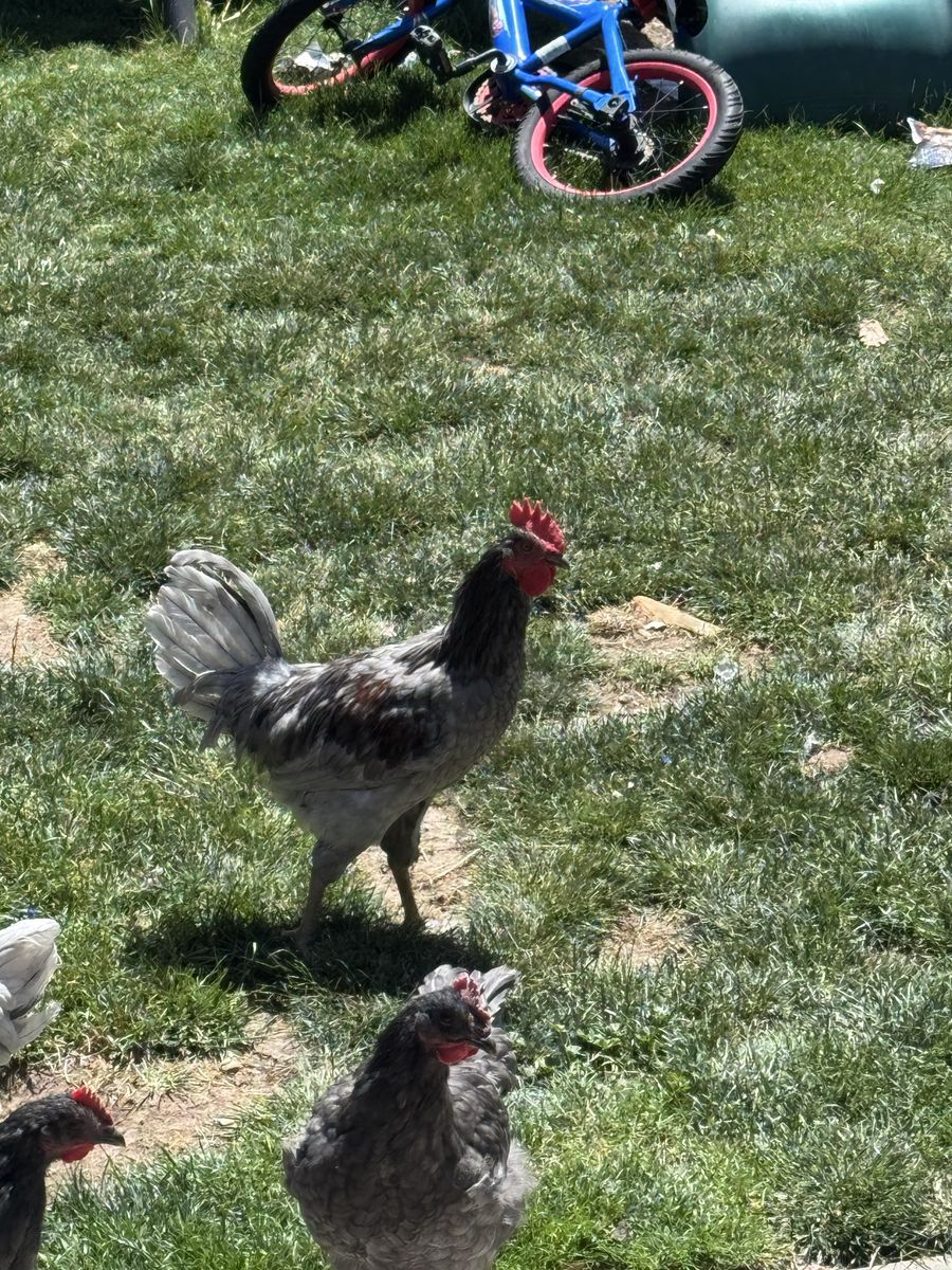 Free blue jersey giant rooster