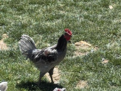 Free blue jersey giant rooster
