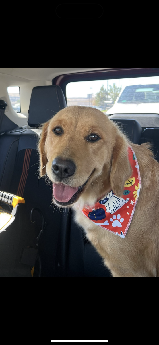 AKC Golden Retriever Puppies - Health Tested Parents