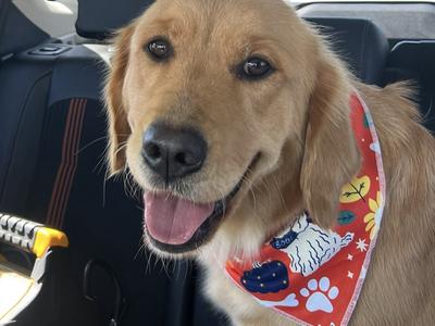 AKC Golden Retriever Puppies - Health Tested Parents