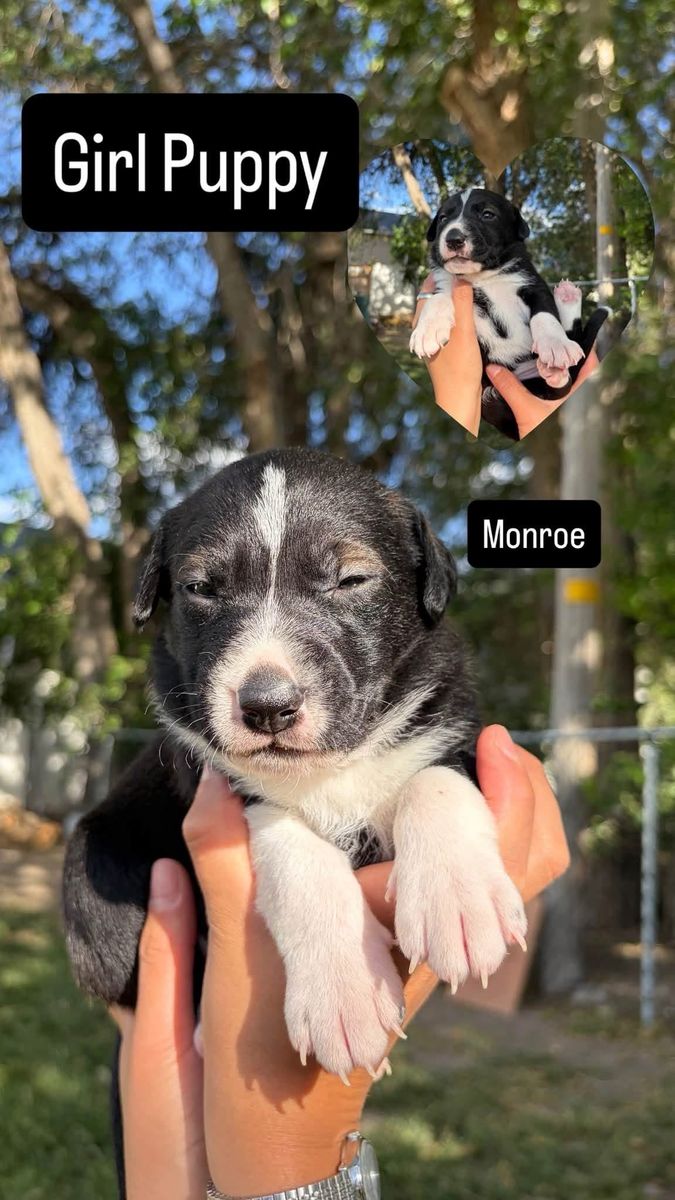 Adorable Girl Puppies (Monroe, Sassy, Lucy) - Black & White Mix Breed, Ready for New Homes