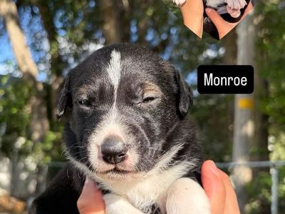Adorable Girl Puppies (Monroe, Sassy, Lucy) - Black & White Mix Breed, Ready for New Homes