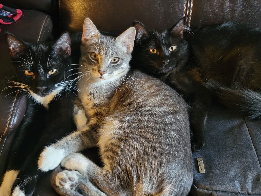 kitten 5 months old  FREE