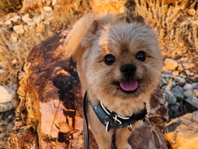 7 lb Health-Tested Pomapoo Stud – Holladay